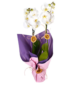 Beautiful Love Beyaz 2 Dallı Orkide