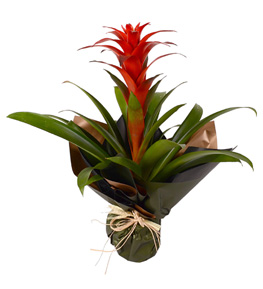 Red Beautıful Saksı Çiçeği Guzmania