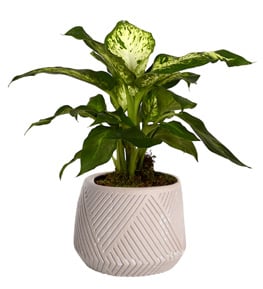 Small Tropic Dieffenbachia Bitkisi
