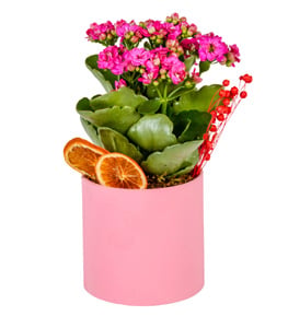 Saksıda Pembe Kalanşo