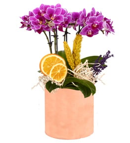 Living Flower Saksıda 4 Dal Mini Orkide