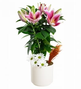 Elegance Serisi Pembe Lilyum Beyaz Papatyalar