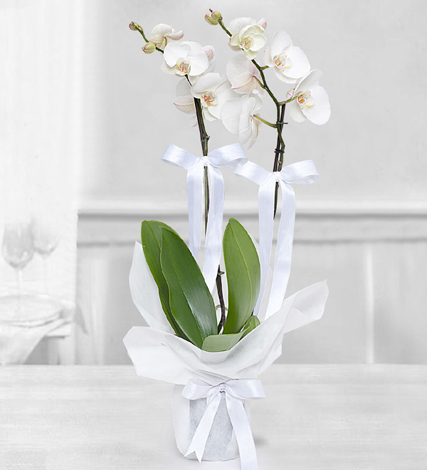 Çift Dallı Orkide (Beyaz)