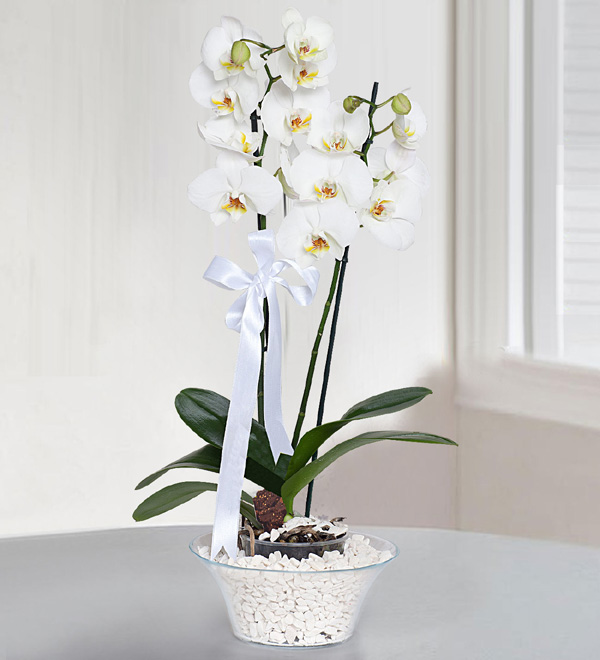 Camda Beyaz Orkide