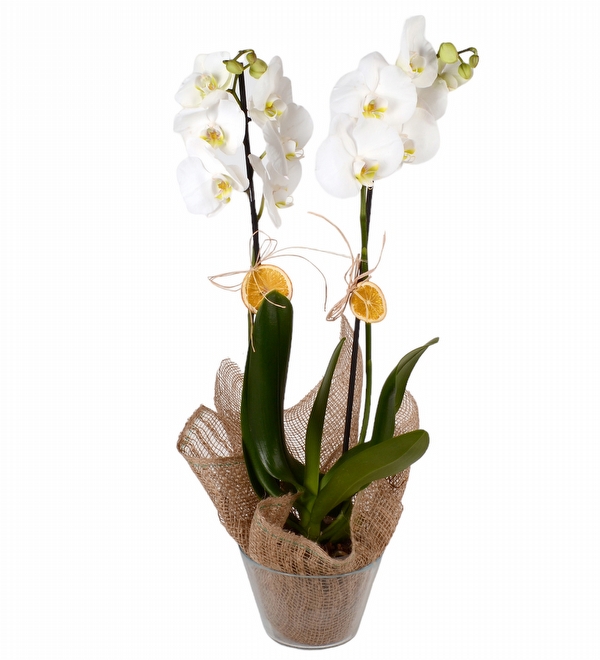 Phalanopsiz Beyaz Orkide