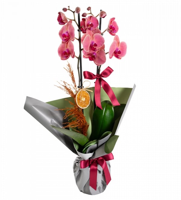 Gri Buket Ka��tl� Ate� Rengi Orkide