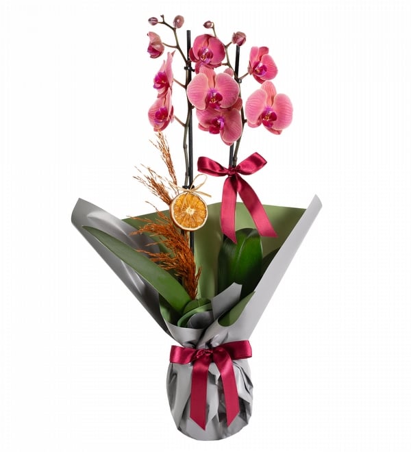 Gri Buket Ka��tl� Ate� Rengi Orkide