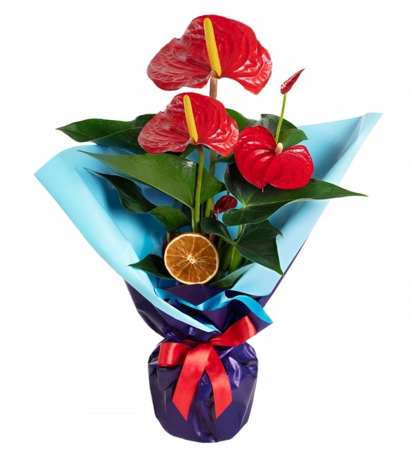 Mavi Ambalaj Ka��tl� Antoryum �i�e�i