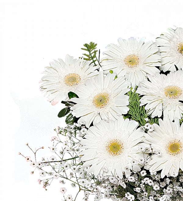 Beyaz Gerbera Vazosu