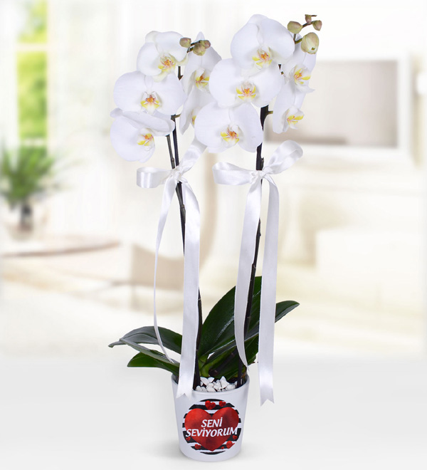 Kalp Temalı Vazoda Çift Dallı Beyaz Orkide