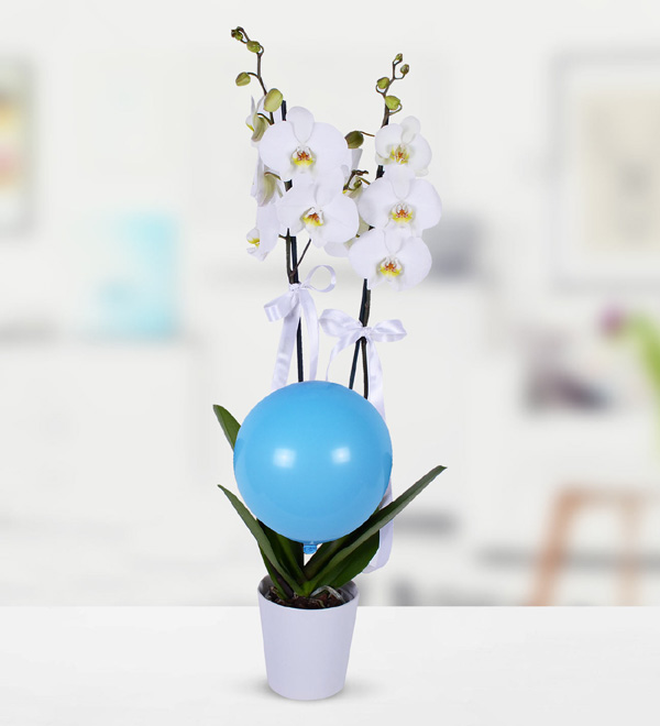 Minik Prense Çift Dallı Beyaz Orkide