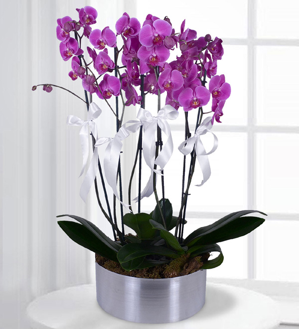 Çiçek Dünyası Mor Orkideler