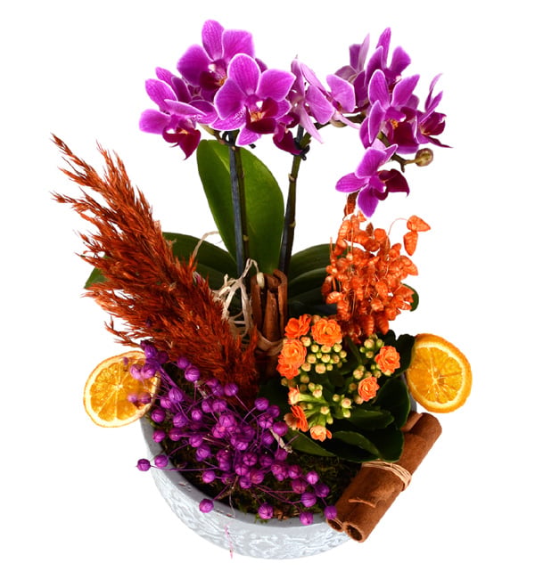 Pure Purple Mini Orkide ve Turuncu Kalan�o