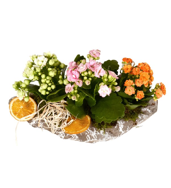 Gondola Garden Renkli Kalan�olar