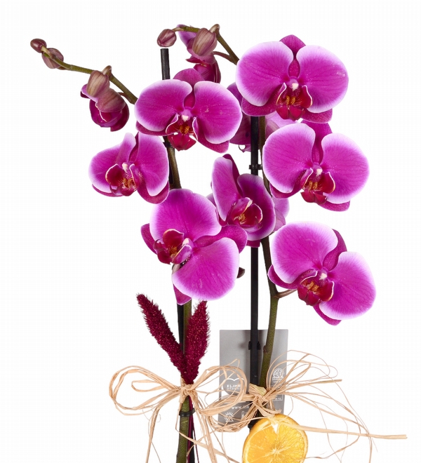 Happy Purple Seramikte ift Dall Mor Orkide