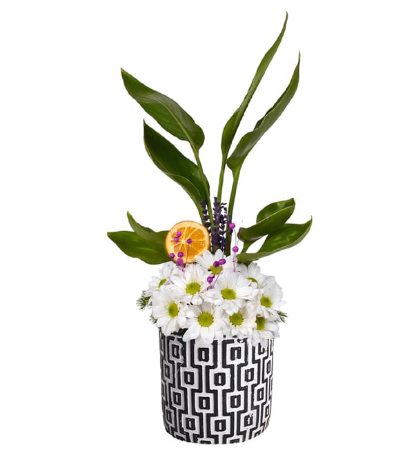 My Tree Saks�da Starli�e ve Papatya