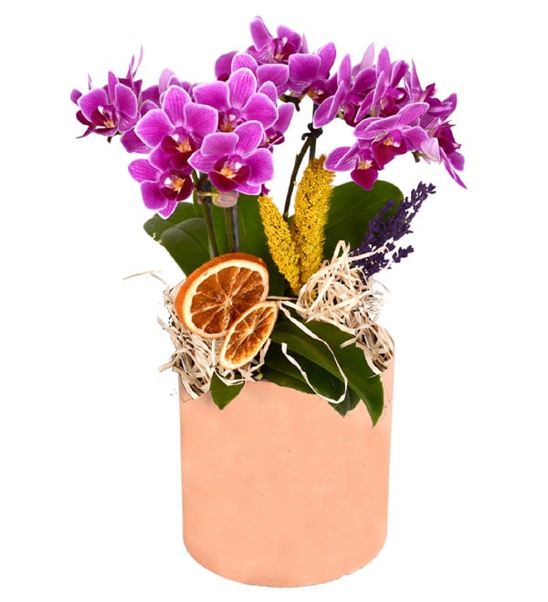 Living Flower Saks�da 4 Dal Mini Orkide