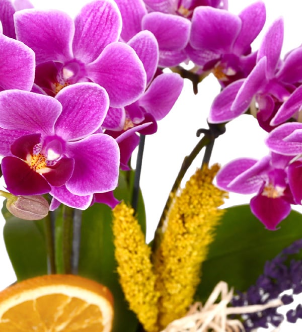 Living Flower Saks�da 4 Dal Mini Orkide