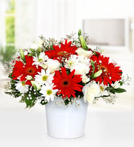 Gerbera ve Papatya