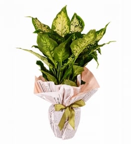 Tasar�m Buket Ka��tl� Difenbahya Bitkisi