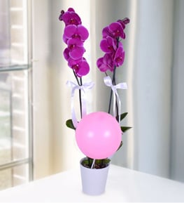 Pembe Balonlu �ift Dall� Mor Orkide