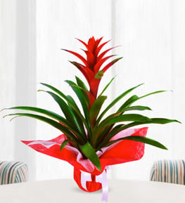 Guzmania �i�e�i