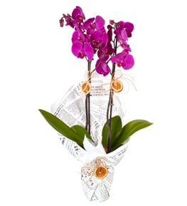 Beautiful Purple 2 Dall� Orkide