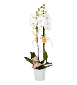 Perfect White Camda �ift Dal Orkide ve Teddy Bear