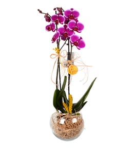 Purple Beauty �ift Dall� Mor Orkide �i�e�i