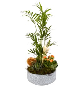 Green Garden Haworthia Kalan�o ve �amadora