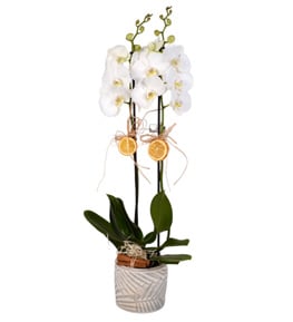 White Love Tasar�m Saks�da 2 Dall� Orkide