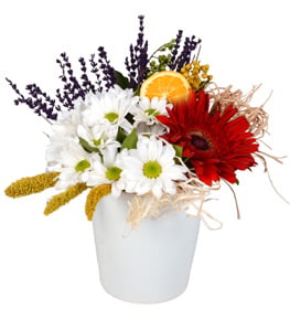 Spring Romance Vazoda Gerbera ve Papatyalar