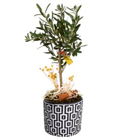 Green World Zeytin A�ac�