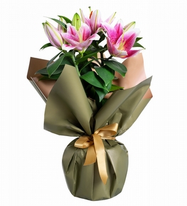 Ye�il Buket Ka��tl� Saks�da Pembe Lilyum