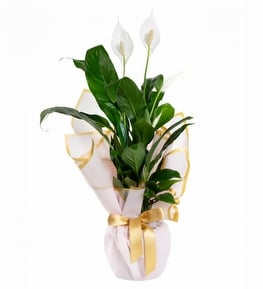 Buket Ka��tl� Spatifilyum Bitkisi