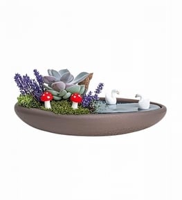Dekoratif Saks�da Echeveria Sukulent Teraryum